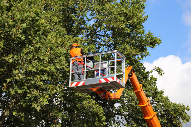 Reliable St Johns, AZ Tree Removal and Landscaping Services Solutions